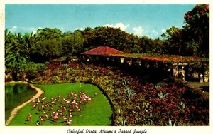 Postcard colorful vista, Miami's parrot jungle, Florida - Picture 1 of 2