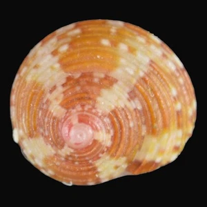 GIBBULA TURBINOIDES (Llança, Girona, Spain) 5.0mm #47032 - Picture 1 of 3