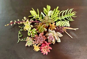 15 Beautiful, Colorful HealthyORGANIC Succulent Cuttings 15 Varieties FREE SHIP - Picture 1 of 1