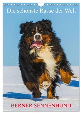Die schönste Rasse der Welt - Berner Sennenhund (Wandkalender 2026 DIN A4 hoch), - Bild 1 von 4