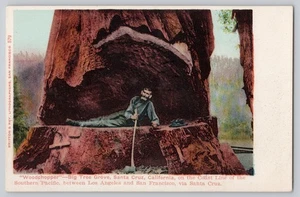 Santa Cruz CA California Woodchopper Big Tree Grove um 1905 antike Postkarte - Bild 1 von 2