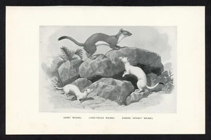 Comadrejas, ilustración animal de caza americana, impresión de caza de 1898 - Imagen 1 de 3