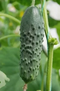 Pipa profesional Pepino Masha F1 100 piezas piedra de entrega sin OGM en todo el mundo - Imagen 1 de 3