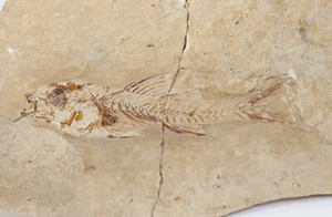 Pesce, Dapalis macrourus, Terziario, Oligocene, Cereste, Francia -k399 - Foto 1 di 4