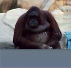 Found Color Photo J And 2334 Large Monkey Sitting On Rock