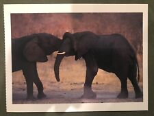 POSTCARD AFRICA, ZIMBABWE, WANKIE PARK, ENDANGERED SPECIES- AFRICAN ELEPHANTS