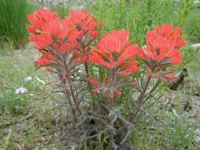 Castilleja cromosa | Trébol de búho | 20 semillas Foto 1 de 4