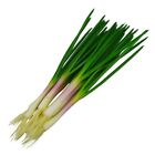 Realistic Artificial Green Onion Plant Imitation Scallions Model  Photography