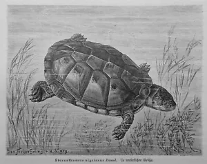 Wasserschildkröte Sternotherus nigricans Holzstich 1912 Schildkröte - Bild 1 von 1
