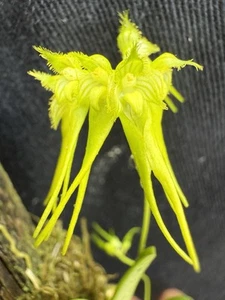 Bulbophyllum flaviflorum - Picture 1 of 2