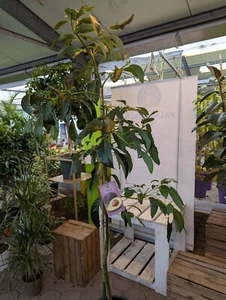 Persea americana Hass veredelt Avocadobaum 2m+ exotisch Obstbaum leckere Früchte - Bild 1 von 4