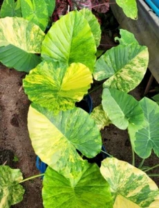 5 Egg Bulb Alocasia Gageana Aurea Variegated Colocasia Yellow + Phytosanitary - Picture 1 of 6