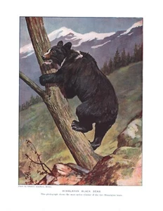 OLD ORIGINAL ANTIQUE 1902 COLOUR ART PRINT THE HIMALAYAN BLACK BEAR - Picture 1 of 1