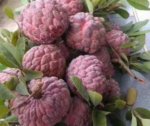 Sugar Apple Seeds RED CUSTARD APPLE SEEDS Sweetsop Annona Squamosa - Bild 1 von 1