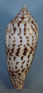 CONUS PHUKETENSIS 91.87mm BEAUTIFUL GIANT SPECIMEN off Racha Island, Thailand - Picture 1 of 2