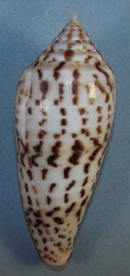 CONUS PHUKETENSIS 91.87mm BEAUTIFUL GIANT SPECIMEN off Racha Island, Thailand - Image 1 of 2
