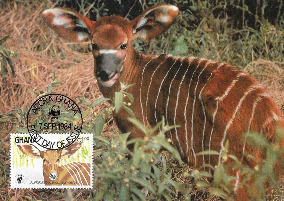 Bongo Antelope Coat Tragelaphus Eurycerus Ghana Maxi FDC Card 1984 - Image 1 of 1