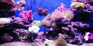 Aquarium Background Poster Coral PVC Fish Tank Decorations Landscape 96x30 inch - Picture 1 of 1