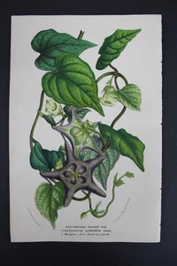 Antique Botanical, Van Houtte, c.1850, Single page, Dictyanthus Pavon - Picture 1 of 1