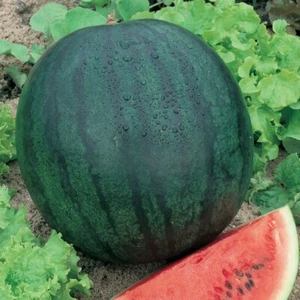 1/4 Lb Sugar Baby Watermelon Seeds - Everwilde Farms Mylar Seed Packet - Picture 1 of 2