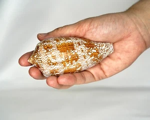 100mm Unveil the Enchantment Exquisite Conus Textile Seashell Collector's Dream! - Picture 1 of 12