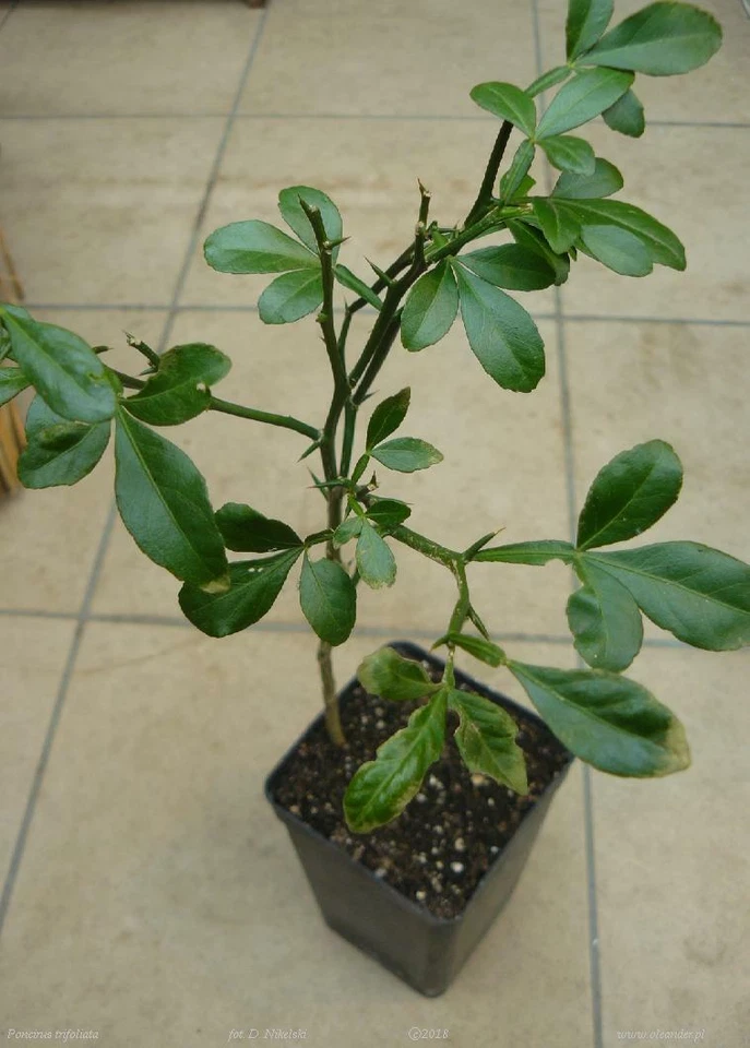 1 Poncirus trifoliata HARDY TRIFOLIATE ORANGE Tree 1 plant in pot - NO SH TO USA - Image 1 of 1