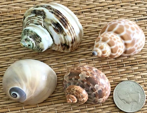 4 CÁSCARAS DE MAR MEDIANAS PARA TU CULTIVO DE CANGREJO ERMITAÑO O ARTESANÍA - Imagen 1 de 5