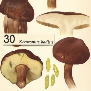 Hongo hongo XEROCOMUS BADIUS Bay Bolete impresión litográfica de colección Otto Uzak 1951 - Imagen 1 de 2