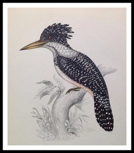 Original c1947 Lithograph JOHN GOULD 77+y Old Art Print KINGFISHER Tropical Bird - Picture 1 of 3