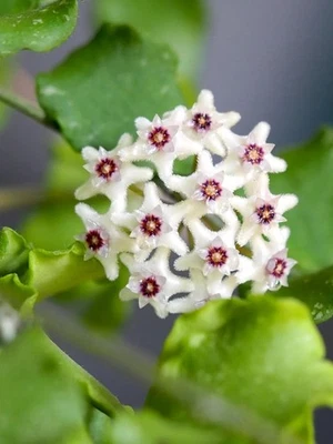Hoya KANYAKUMARIANA XL