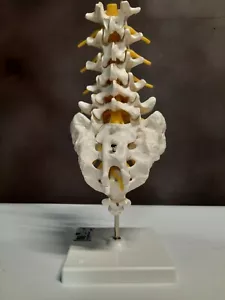 La columna vertebral lumbar humana 3B modelo anatómico científico anatómico anatomía - Imagen 1 de 8