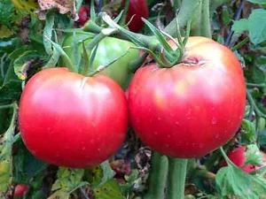 35 Samen - Rosa Tomate aus Bern - alt - Bauernsaatgut - BIO - Bild 1 von 1