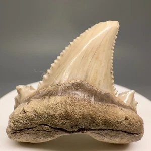 Schönes, scharf gezacktes 1,74 Zoll Fossil CARCHAROCLES AURICULATUS - Eozän, Kasachstan - Bild 1 von 6