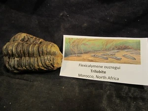 Osso di dinosauro fossile trilobite Flexicalymene ouzregui Marocco Nord Africa O - Foto 1 di 8