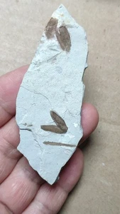 18g Rare natural Plant specimen - Picture 1 of 14