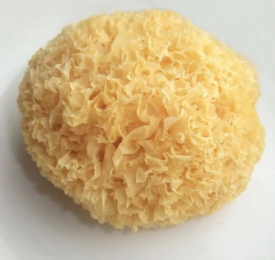 AR LLC Organic WHOLE TREMELLA MUSHROOM FRUITING BODIES Bai Mu Er SNOW FUNGUS fuciformis