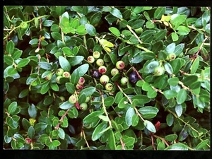 Food Fruit postcard Blueberries Garden Club of America Philadelphia PA - Picture 1 of 2