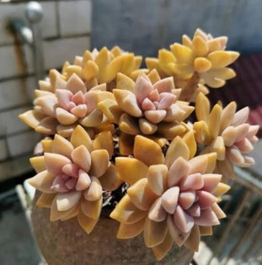 Victor Kane *cutting* 6cm diameter Graptopetalum succulent - Picture 1 of 6