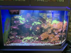 🌹Rose Bubbletip Anemone (SINGLES and COLONIES ON ROCK) - Picture 1 of 4