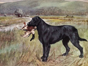 FLAT COATED RETRIEVER CHARMING DOG GREETINGS NOTE CARD DOG IN SCENIC SETTING - Picture 1 of 1