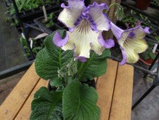 Streptocarpus DS Watercolour plug plant