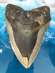 Megalodon Haizahn 6,310 Zoll Wellenschliff Monster!!KEINE RESTAURATIONEN!! SIEHE VIDEO! - Bild 1 von 9