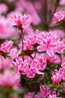 Rhododendron 'Kermesina Rose' - Japanische Azalee, C7,5 40-50cm Blütenpracht