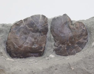 Schnecke, Platyceras equilateralis, Karbon, Crawfordsville, Indiana, USA -L633 - Picture 1 of 4