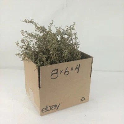 Pantalones Cortos Secos Sweet Annie Caja Sin OGM Completa 2025 Crop RJPE **ENVÍO 3 DÍAS** Foto 1 de 4