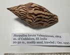 Harpulina loroisi. Tiger Volute.  Collected in India. Good Shape. 88mm