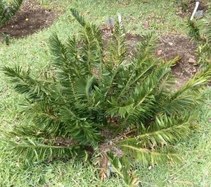 Encephalartos caffer - - NO DIOON ZAMIA HORRIDUS - Foto 1 di 2