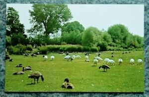 Postcard Slimbridge Wildfowl Trust Centre,The Big Pen.Gloucestershire.Animals.