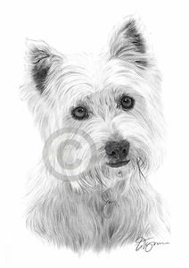 WEST HIGHLAND TERRIER pencil drawing art print A4 signed artwork dog Westie - Picture 1 of 1