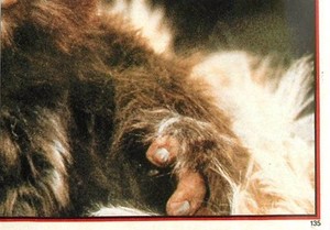 1983 TOPPS STAR WARS RETURN OF THE JEDI ALBUM STICKER #135